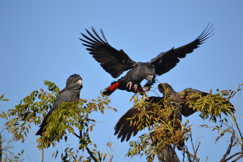 Black cockies in Cape Lilac tree.JPG