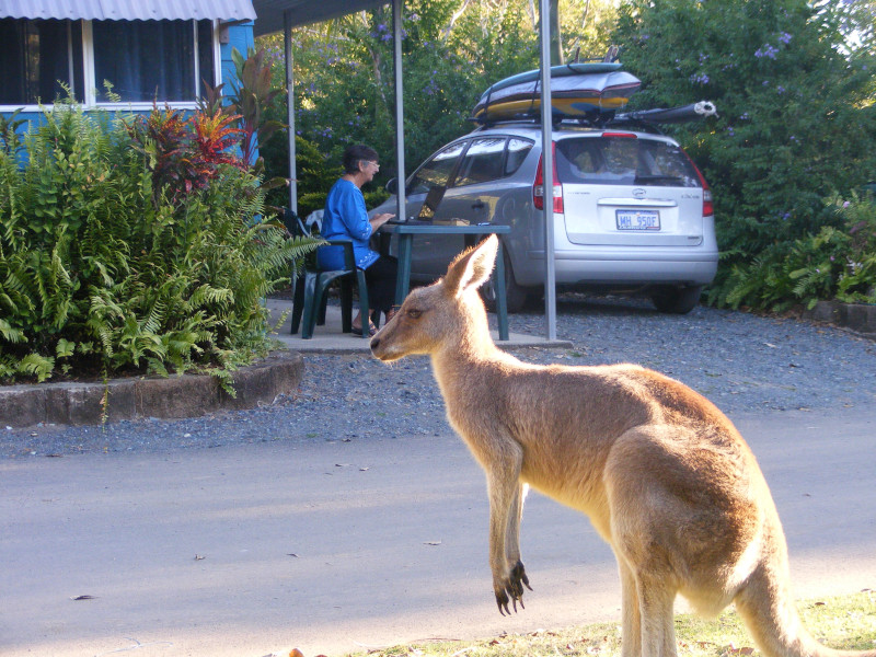 Cape Hiilsborough kangaroo.JPG