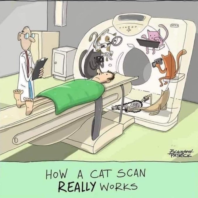 Cat Scan.jpeg