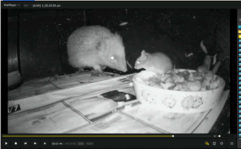 hedgehog&mouse.png